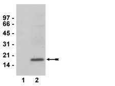 Anti-dimethyl-Histone H3 (Lys27) Antibody, clone 614M, rabbit monoclonal culture supernatant, clone 614M, from rabbit