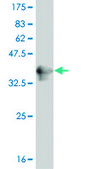 ANTI-PUM2 antibody produced in mouse clone 4G12, purified immunoglobulin, buffered aqueous solution
