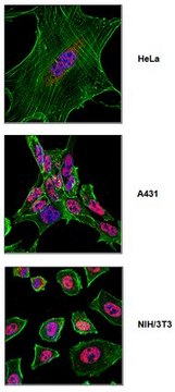 Anti-SF3b155 (SAP 155) Antibody from rabbit, purified by affinity chromatography