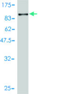 Monoclonal Anti-RPN1 antibody produced in mouse clone 2C10-2F6, purified immunoglobulin, buffered aqueous solution