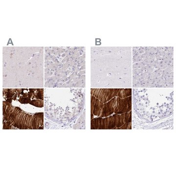 Anti-MYOZ1 antibody produced in rabbit Prestige Antibodies&#174; Powered by Atlas Antibodies, affinity isolated antibody, buffered aqueous glycerol solution