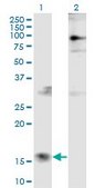 Monoclonal Anti-PTMS antibody produced in mouse clone 2D3, purified immunoglobulin, buffered aqueous solution