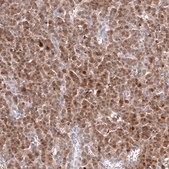 Anti-CALB2 antibody produced in mouse Prestige Antibodies® Powered by Atlas Antibodies, clone CL12842, purified by using Protein A, buffered aqueous glycerol solution