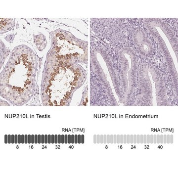 Anti-NUP210L antibody produced in rabbit Prestige Antibodies&#174; Powered by Atlas Antibodies, affinity isolated antibody, buffered aqueous glycerol solution