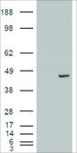 Anti-PCBP4 antibody produced in goat affinity isolated antibody, buffered aqueous solution