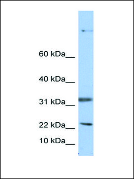 Anti-SEP15 antibody produced in rabbit affinity isolated antibody