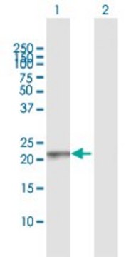 Anti-RAB13 antibody produced in rabbit purified immunoglobulin, buffered aqueous solution