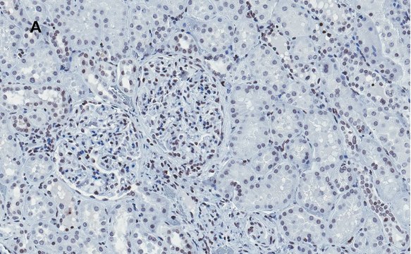 Anti-Histone H4 Antibody, clone 5J18, ZooMAb&#174; Rabbit Monoclonal recombinant, expressed in HEK 293 cells