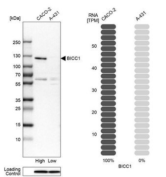 Anti-BICC1 antibody produced in rabbit Prestige Antibodies&#174; Powered by Atlas Antibodies, affinity isolated antibody, buffered aqueous glycerol solution