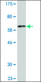 Monoclonal Anti-KDSR antibody produced in mouse clone 3E8, purified immunoglobulin, buffered aqueous solution