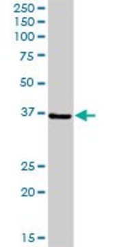 Anti-PPIE antibody produced in rabbit purified immunoglobulin, buffered aqueous solution