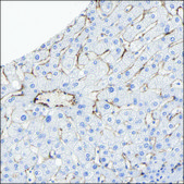 Anti-AGTR1 antibody produced in rabbit Prestige Antibodies® Powered by Atlas Antibodies, affinity isolated antibody, buffered aqueous glycerol solution
