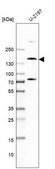 Anti-PDZRN3 antibody produced in rabbit Prestige Antibodies® Powered by Atlas Antibodies, affinity isolated antibody, buffered aqueous glycerol solution