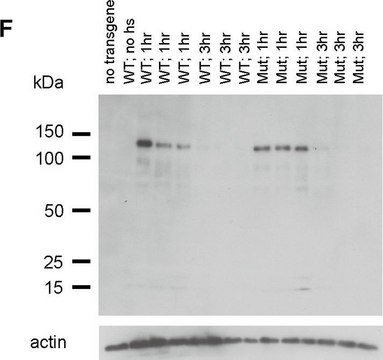 Anti-Actin Antibody, clone C4 clone C4, Chemicon&#174;, from mouse