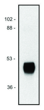 Monoclonal Anti-HRP antibody produced in mouse clone HP-03