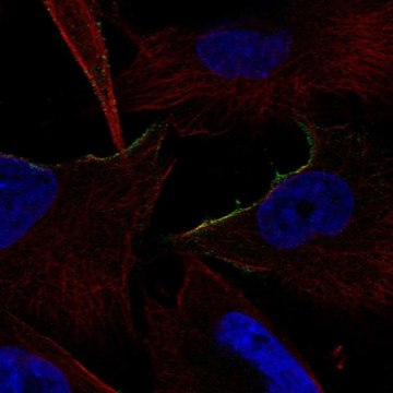 Anti-ADRA1B antibody produced in rabbit Prestige Antibodies&#174; Powered by Atlas Antibodies, affinity isolated antibody