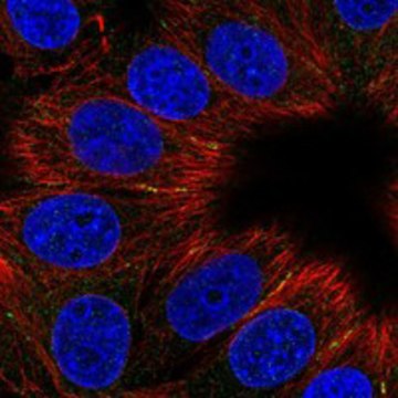 Anti-Ccdc88C Antibody Produced In Rabbit Prestige Antibodies&#174; Powered by Atlas Antibodies, affinity isolated antibody, buffered aqueous glycerol solution