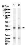 Anti-SLAM/CD150 Antibody, clone 3I9 ZooMAb® Rabbit Monoclonal recombinant, expressed in HEK 293 cells