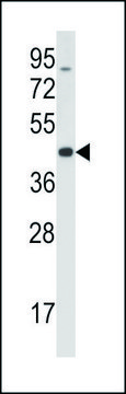 ANTI-MOUSE TRIB3 (C-TERM) antibody produced in rabbit IgG fraction of antiserum, buffered aqueous solution