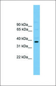 Anti-ATF4, (C-terminal) antibody produced in rabbit affinity isolated antibody