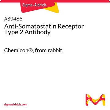 Anti-Somatostatin Receptor Type 2 Antibody Chemicon&#174;, from rabbit