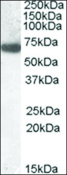 Anti-GCKR (N-terminal) antibody produced in goat affinity isolated antibody, buffered aqueous solution