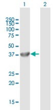 Anti-FBXL8 antibody produced in mouse purified immunoglobulin, buffered aqueous solution