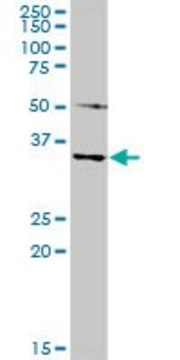 Anti-MAGEA4 antibody produced in rabbit purified immunoglobulin, buffered aqueous solution