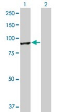 Anti-CUL4A antibody produced in rabbit purified immunoglobulin, buffered aqueous solution