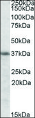Anti-HMOX2 antibody produced in goat affinity isolated antibody, buffered aqueous solution