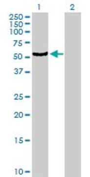 Anti-CYP4B1 antibody produced in mouse purified immunoglobulin, buffered aqueous solution