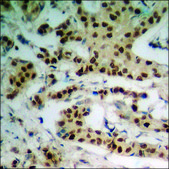 Anti-phospho-POLR2A (pSer1619) antibody produced in rabbit affinity isolated antibody