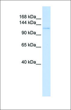 Anti-ATN1 (ab1) antibody produced in rabbit affinity isolated antibody