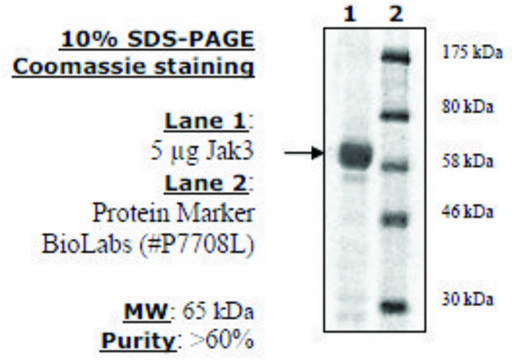 Jak3 Active human recombinant, expressed in baculovirus infected insect cells, &#8805;60% (SDS-PAGE)