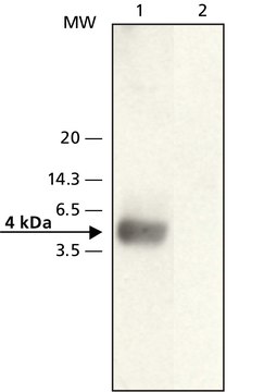 Anti-&#946;-Amyloid (22-35) antibody produced in rabbit affinity isolated antibody, buffered aqueous solution