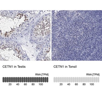 Anti-CETN1 antibody produced in rabbit Prestige Antibodies&#174; Powered by Atlas Antibodies, affinity isolated antibody, buffered aqueous glycerol solution