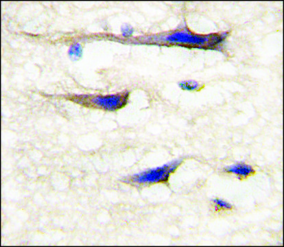 Anti-SMC2 (C-term) antibody produced in rabbit saturated ammonium sulfate (SAS) precipitated, buffered aqueous solution