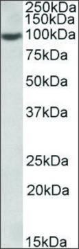 Anti-ICAM1 antibody produced in goat affinity isolated antibody, buffered aqueous solution