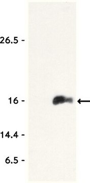 抗乙酰组蛋白H3（Lys9）抗体，试用装 Upstate&#174;, from rabbit