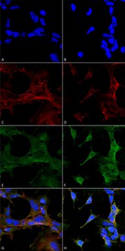 Monoclonal Anti-4-Hydroxy-2-hexenal-FITC antibody produced in mouse clone 6F10