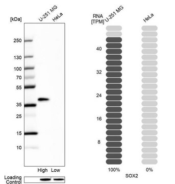 Anti-SOX2 antibody produced in rabbit Prestige Antibodies&#174; Powered by Atlas Antibodies, affinity isolated antibody