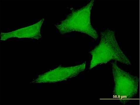 Anti-SGTA antibody produced in mouse purified immunoglobulin, buffered aqueous solution