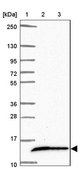 Anti-COX16 antibody produced in rabbit Prestige Antibodies® Powered by Atlas Antibodies, affinity isolated antibody, buffered aqueous glycerol solution