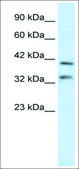 Anti-GSH2 antibody produced in rabbit affinity isolated antibody