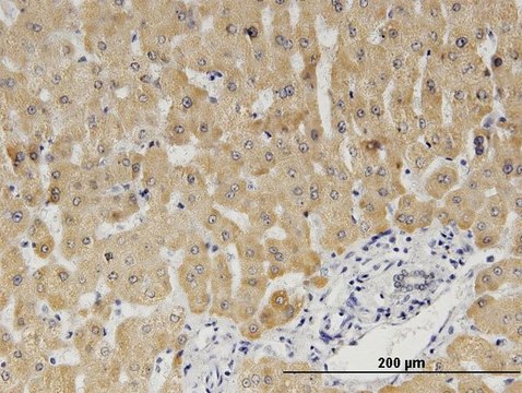 Monoclonal Anti-CYB5A antibody produced in mouse clone 1A8, purified immunoglobulin, buffered aqueous solution