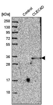 Anti-CLEC4D antibody produced in rabbit Prestige Antibodies&#174; Powered by Atlas Antibodies, affinity isolated antibody, buffered aqueous glycerol solution