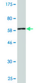 Monoclonal Anti-MAPK13 antibody produced in mouse clone 3H7, purified immunoglobulin, buffered aqueous solution