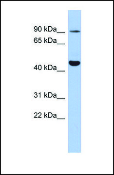 Anti-KCNH2 antibody produced in rabbit affinity isolated antibody