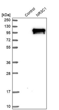 Anti-NR3C1 antibody produced in rabbit Prestige Antibodies&#174; Powered by Atlas Antibodies, affinity isolated antibody, buffered aqueous glycerol solution