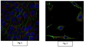 Anti-Actin Antibody, clone C4, Alexa Fluor™ 555 Conjugate clone C4, from mouse, ALEXA FLUOR™ 647